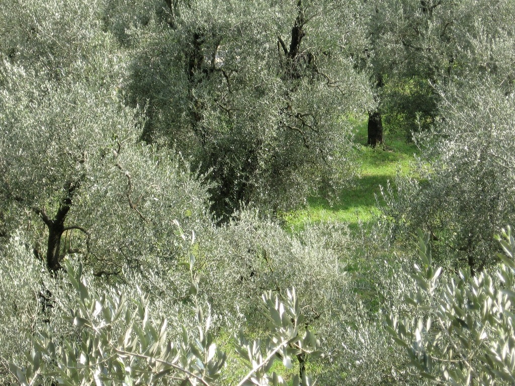 Olivos
