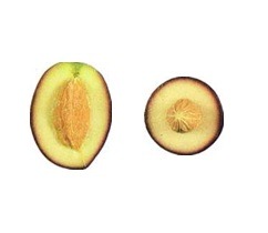aceituna