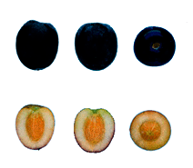aceituna arbequina