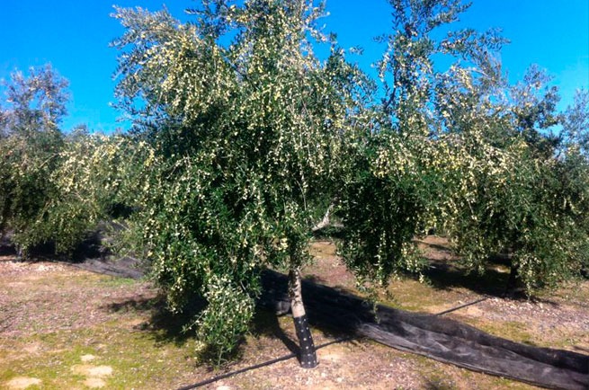 arbequina