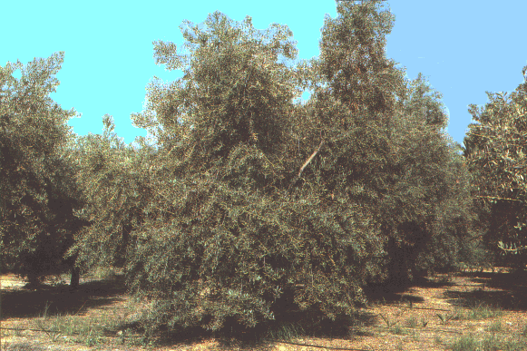 cornicabara