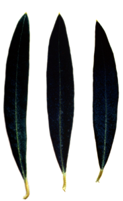 cornicabra hoja