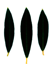 hoja arbequina