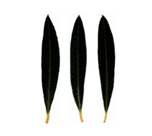 hoja