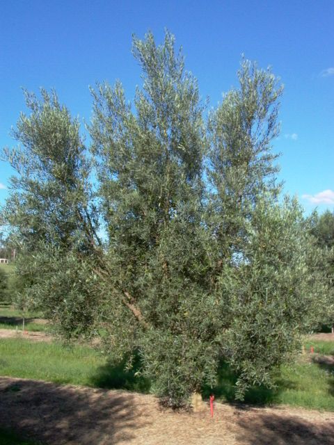 hojiblanca arbol