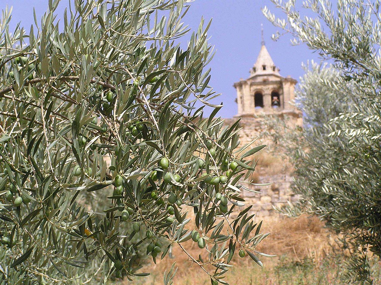 olivos