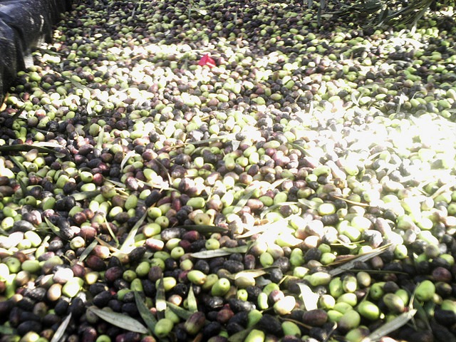 verde o maduro